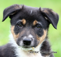Tricolour, Male, Smooth to medium coated, border collie puppy